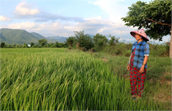 Thủy lợi Bình Thuận: Điểm tựa bền vững trên đất Hải Ninh