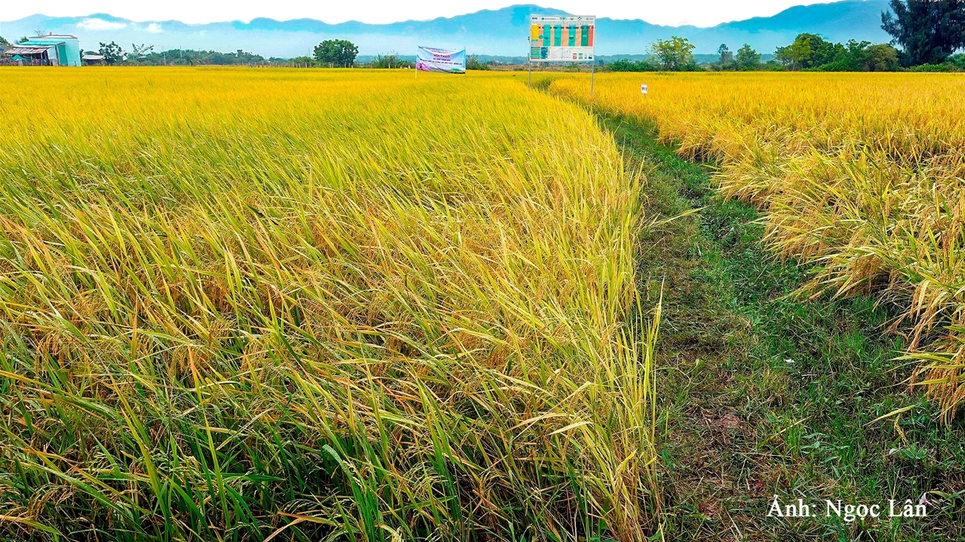 Cánh đồng lúa xã Phan Hiệp