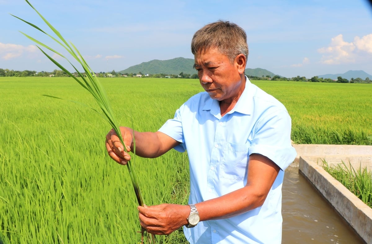 Thủy lợi Bình Thuận: Đất 'khát' hồi sinh nhờ mạch nguồn Sông Quao